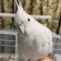 オカメインコのホワイト