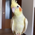 オカメインコのハッピー