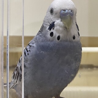 セキセイインコのポノ