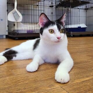 素敵模様の小柄なママ猫　エイチゃん♀