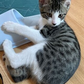 靴下を履いたキジシロの男の子　生後2か月！