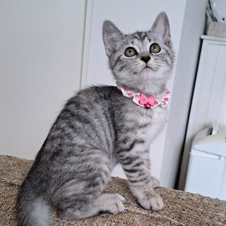 サバちゃん(生後約2ヶ月)