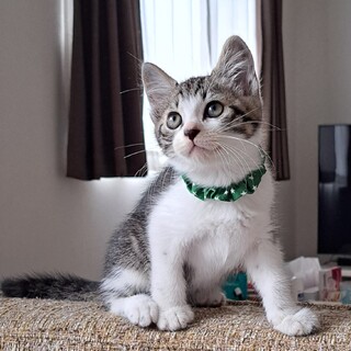 シロくん(生後約2ヶ月)