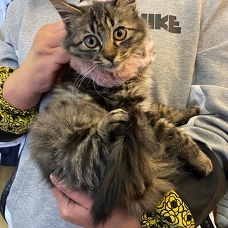 明日21日締め切り！やや長毛の子猫♥キジトラ女子
