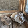 わたわたわった