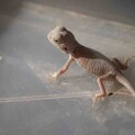 フトアゴヒゲトカゲ　ベビー　