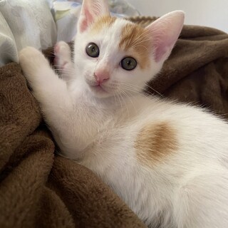 白色 ちょこっと茶色 オス 