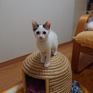 個性的なかつら柄、白黒の男の子♂