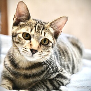 甘えん坊ゴロゴロで猫とも仲良しキット君