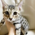 懐っこくて可愛いキジトラ猫くん♂