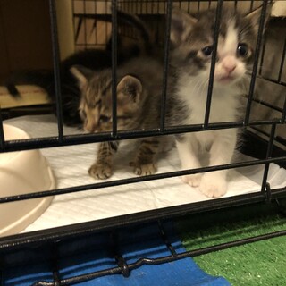 9月19日に産まれた子猫ちゃん2匹と親猫