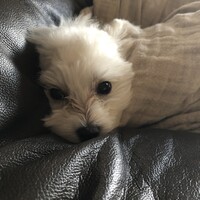 Lilly
