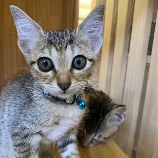 目がクリクリで甘えん坊可愛いキジトラくん♂