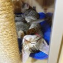 よく遊んでいます♪可愛いキジトラくん♂