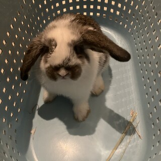 ロップ×ロップ 推定♂