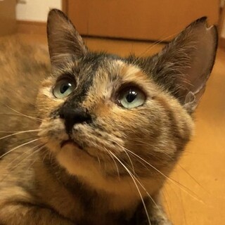 麦わらの女の子【リアーナ】