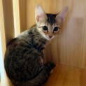 耳が大きくて可愛いキジトラちゃん♀