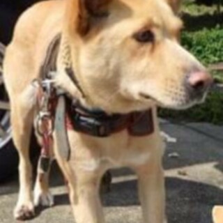 なつっこいこシェルターにいます