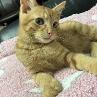 きれいな茶色のモカちゃん