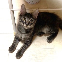 ちびねこと大人ねこ☆譲渡会 サムネイル2