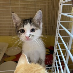 ちびねこと大人ねこ☆譲渡会 サムネイル3