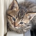 ４匹のキジトラ　子猫