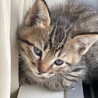 ４匹のキジトラ　子猫