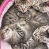 ４匹のキジトラ　子猫 サムネイル2