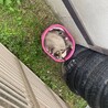 ４匹のキジトラ　子猫 サムネイル3