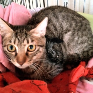 バナナのトライアルＯＫ！育てやすい！（予約中）