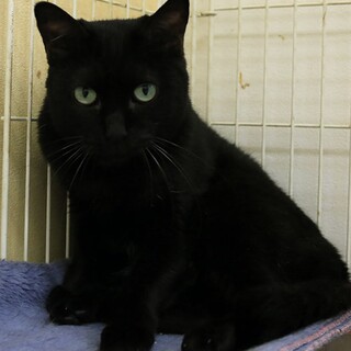 黒猫｢あにー｣ 17c505