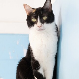 三毛猫｢イアー｣ 19c278