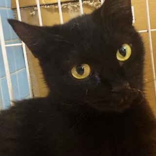 黒猫｢モモ｣ 19s706