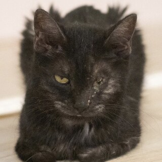 黒猫｢ゴマ｣ SKU： 30c1010