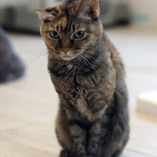 とら猫｢パン｣30c1011