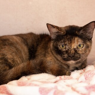 サビ猫｢ぽぽ｣ 30c965