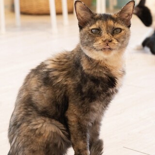 サビ猫｢ステラ｣ SKU： 30c968