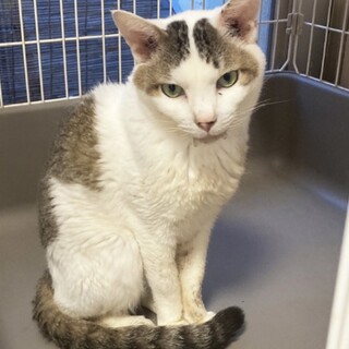 キジ白猫｢ビビ｣ 30s630
