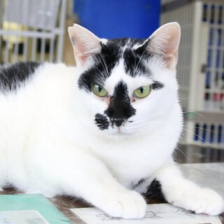 ぶち猫｢よな｣ 3c848