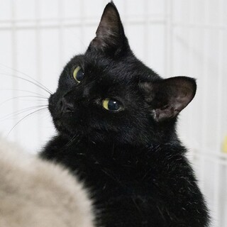 黒猫｢ベル｣ 3c920