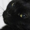 黒猫｢ベル｣ 3c920 サムネイル2