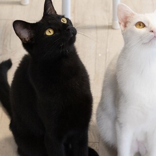 黒猫｢ココア｣ 3ss45