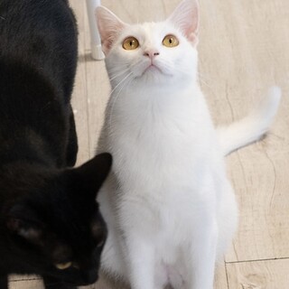 白猫｢ラッシー｣ 3ss44