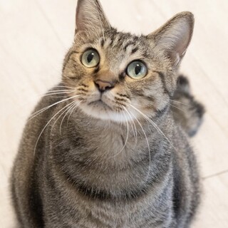 キジトラ猫｢まお｣ イチ1