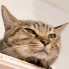 キジトラ猫｢まお｣ イチ1 サムネイル2