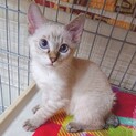シャム系美猫【幸(さち)】