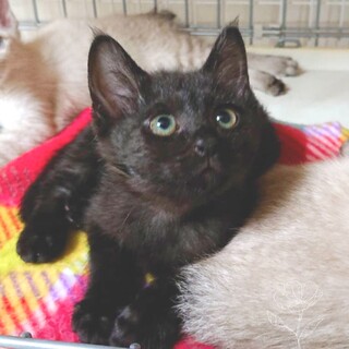 性格ピカ一❗食べるの大好き【楽】