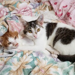 保護猫譲渡会inWaiwaiド－ムしもつま サムネイル2