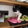 ポストのある下駄箱