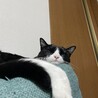 ソファーのヘリ